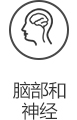 脑部和神经.jpg